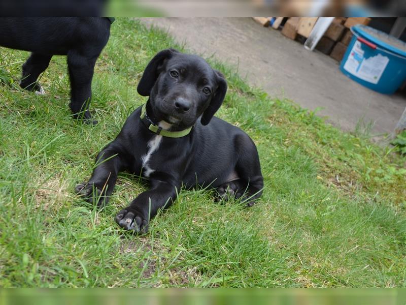 Louisana Catahoula Leopard Dog Welpen