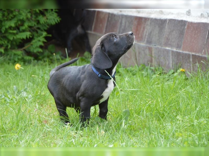 Louisana Catahoula Leopard Dog Welpen