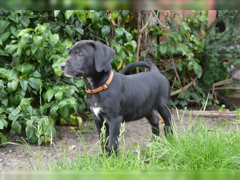 Louisana Catahoula Leopard Dog Welpen