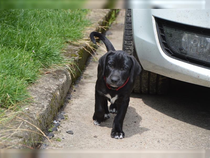 Louisana Catahoula Leopard Dog Welpen