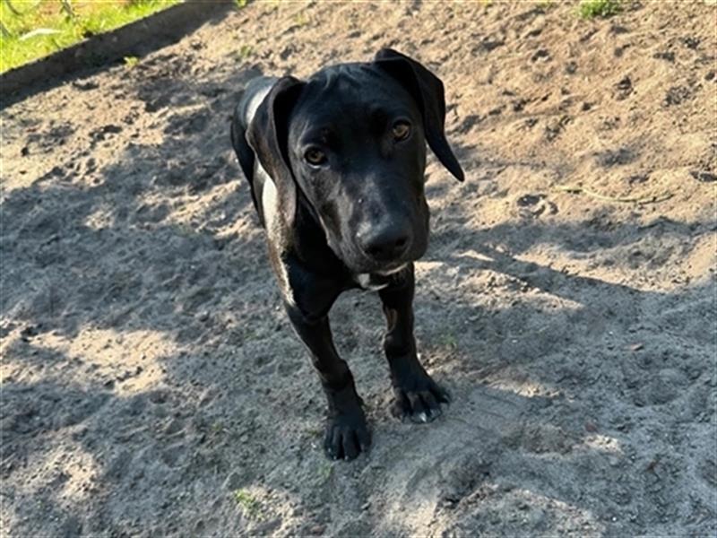 Louisana Catahoula Leopard Dog Welpen