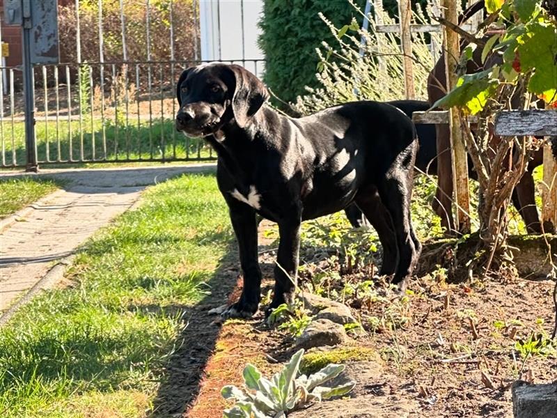 Louisana Catahoula Leopard Dog Welpen