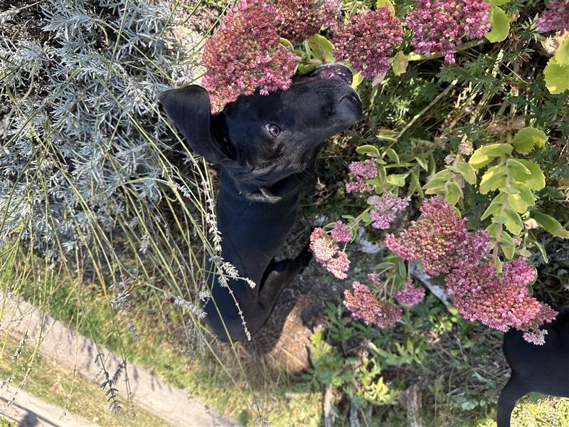 Louisana Catahoula Leopard Dog Welpen