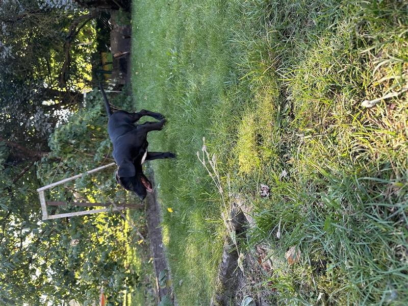 Louisana Catahoula Leopard Dog Welpen