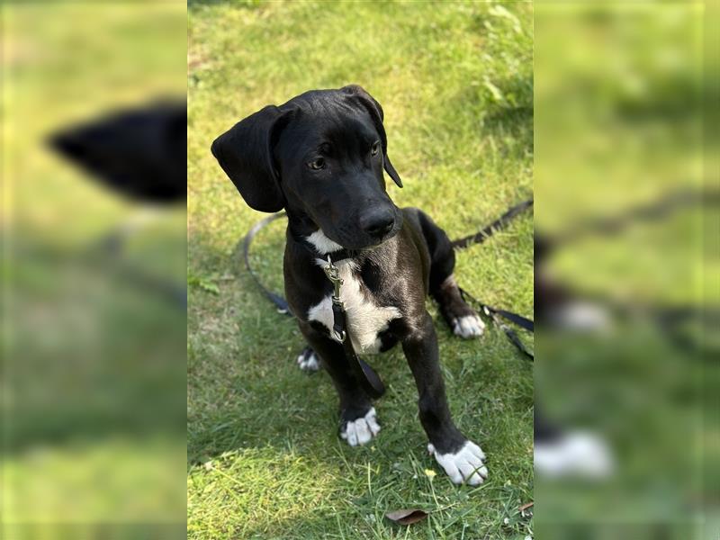 Louisana Catahoula Leopard Dog Welpen