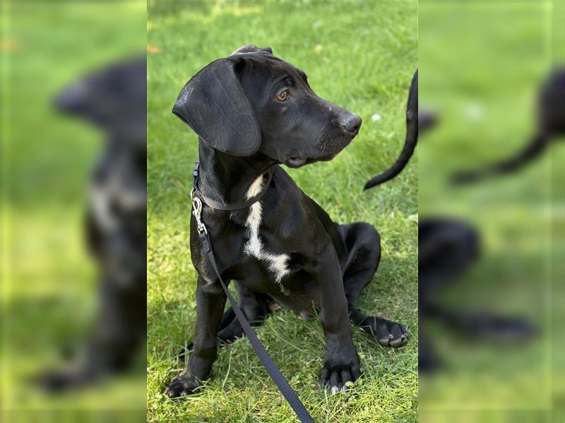 Louisana Catahoula Leopard Dog Welpen