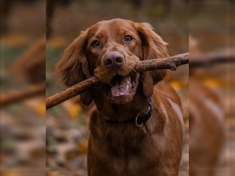 Selten - Magyar Vizsla Welpen Langhaar (kein Drathaar)