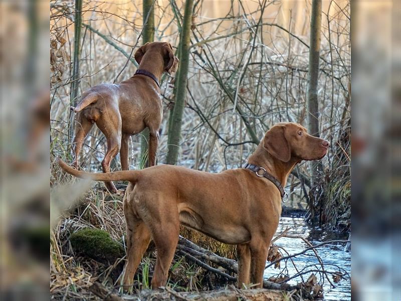 Selten - Magyar Vizsla Welpen Langhaar (kein Drathaar)