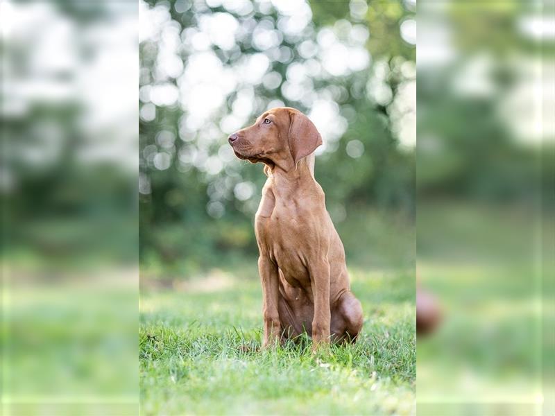 Wundervolle Magyar Vizsla Welpen mit Ahnentafel / Pass / Papiere