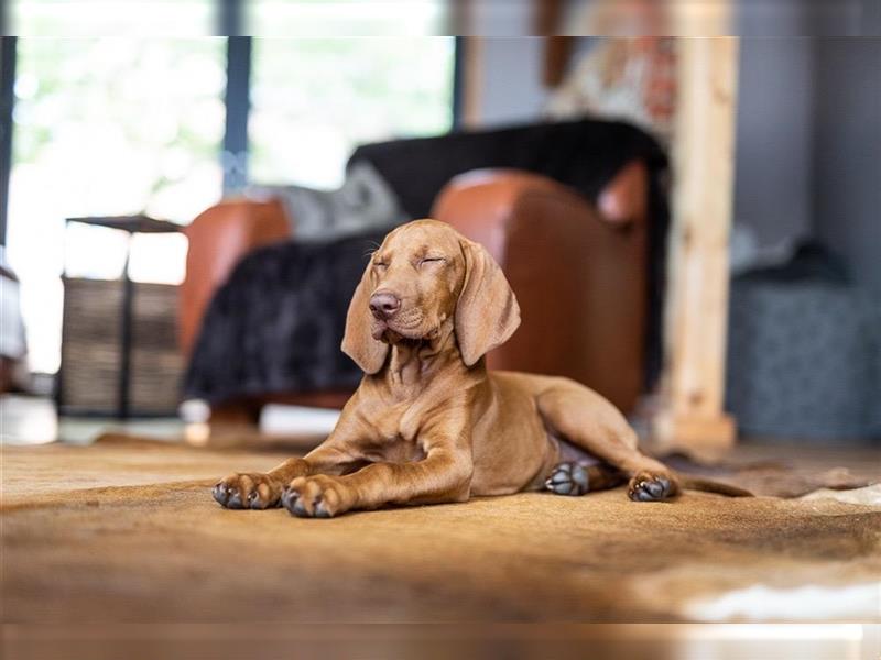 Wundervolle Magyar Vizsla Welpen mit Ahnentafel / Pass / Papiere