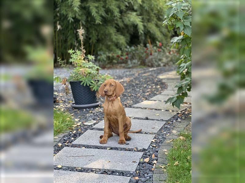 Wundervolle Magyar Vizsla Welpen mit Ahnentafel / Pass / Papiere