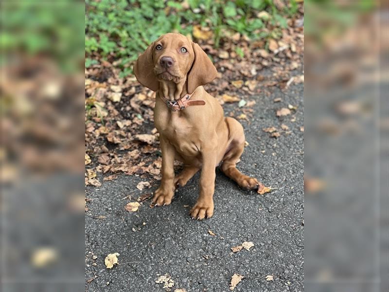 Wundervolle Magyar Vizsla Welpen mit Ahnentafel / Pass / Papiere