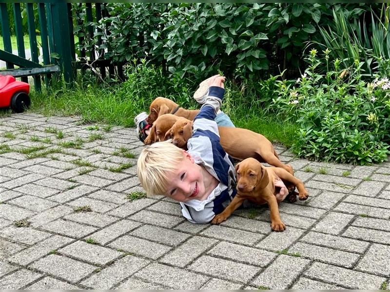 Wundervolle Magyar Vizsla Welpen mit Ahnentafel / Pass / Papiere