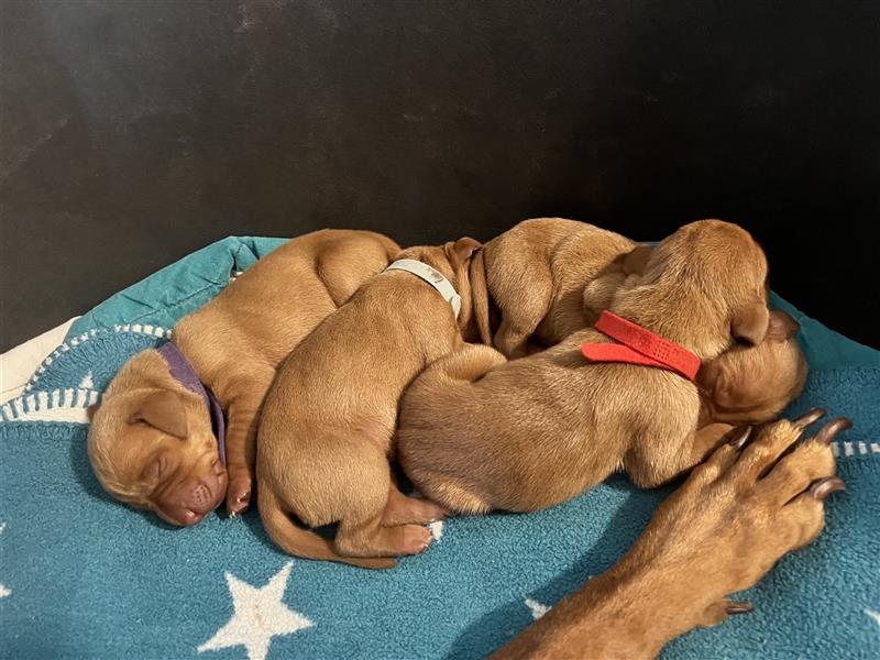 Wundervolle Magyar Vizsla Welpen mit Ahnentafel / Pass / Papiere