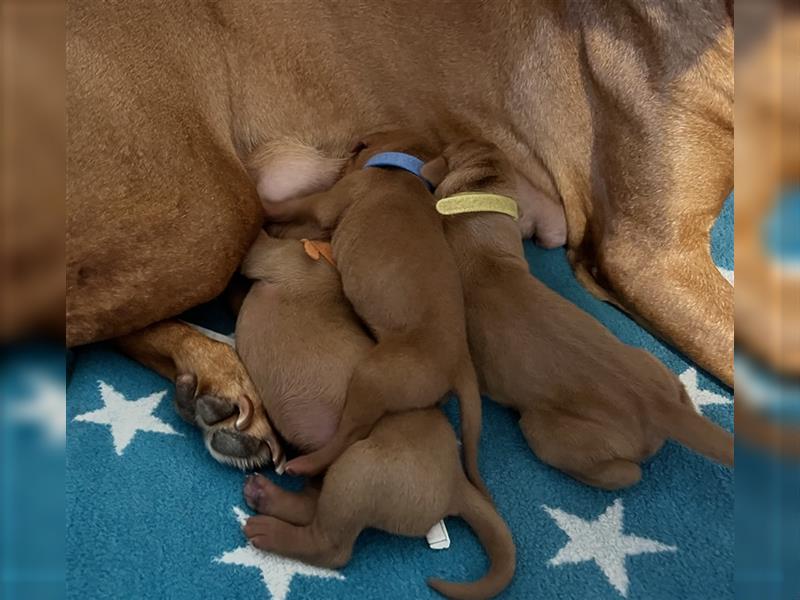 Wundervolle Magyar Vizsla Welpen mit Ahnentafel / Pass / Papiere