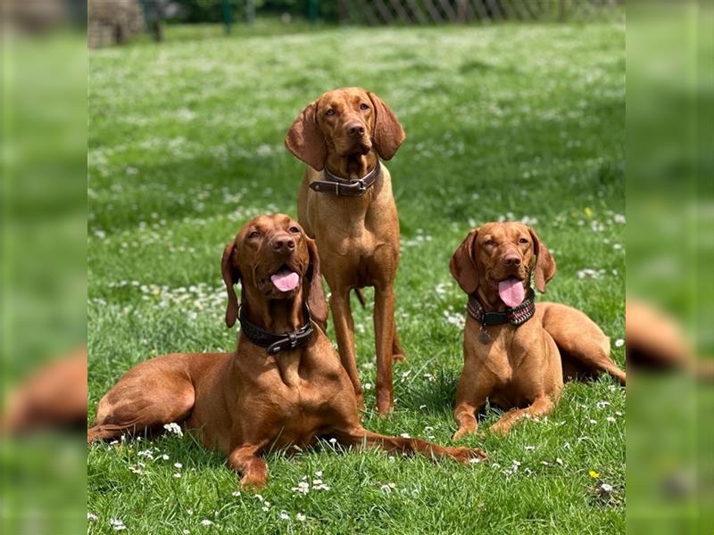 Wundervolle Magyar Vizsla Welpen mit Ahnentafel / Pass / Papiere