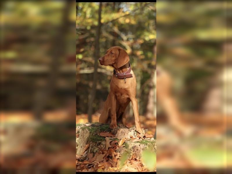 Wundervolle Magyar Vizsla Welpen mit Ahnentafel / Pass / Papiere