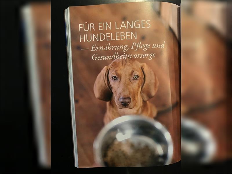 Wundervolle Magyar Vizsla Welpen mit Ahnentafel / Pass / Papiere