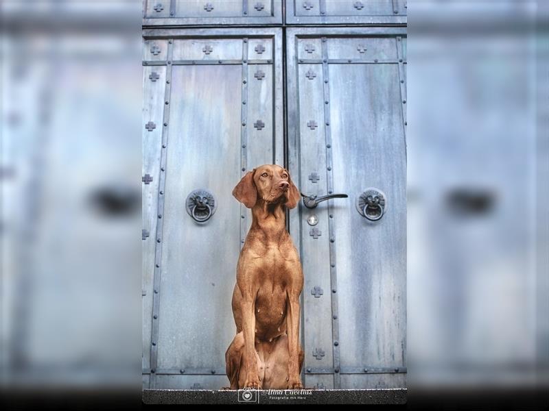 Wundervolle Magyar Vizsla Welpen mit Ahnentafel / Pass / Papiere