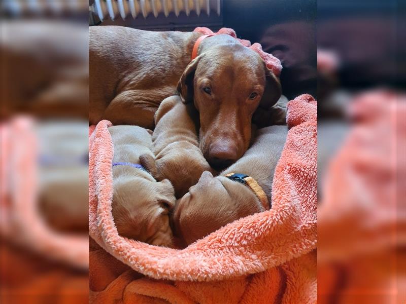 " Reinrassige Magyar Vizsla Hündinnen mit Ahnentafel "