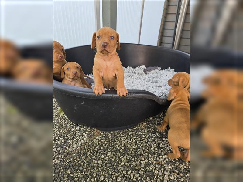 " Reinrassige Magyar Vizsla Hündinnen mit Ahnentafel "