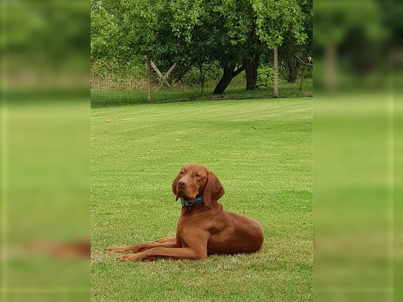 " Reinrassige Magyar Vizsla Hündinnen mit Ahnentafel "