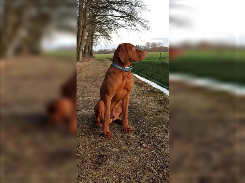 " Reinrassige Magyar Vizsla Hündinnen mit Ahnentafel "