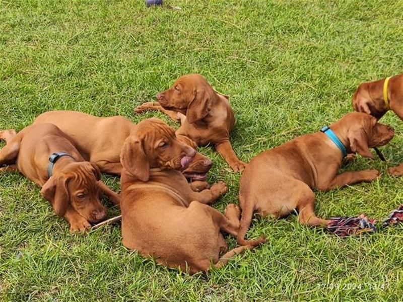 Magyar Vizsla Welpen mt FCI Ahnentafel