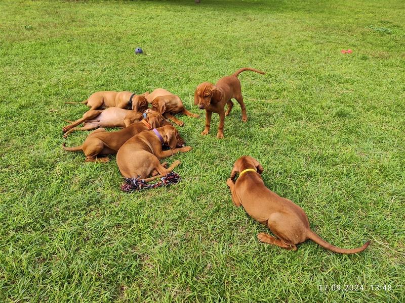 Magyar Vizsla Welpen mt FCI Ahnentafel