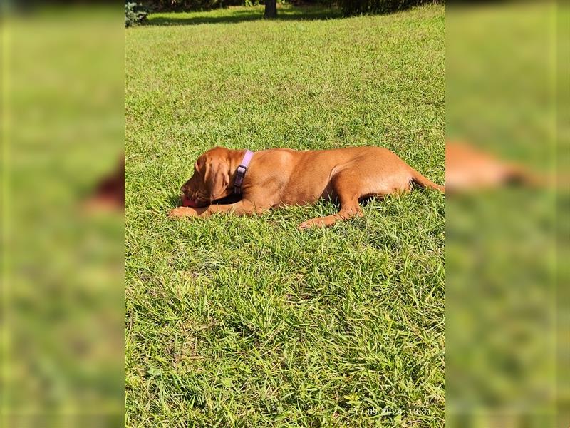 Magyar Vizsla Welpen mt FCI Ahnentafel