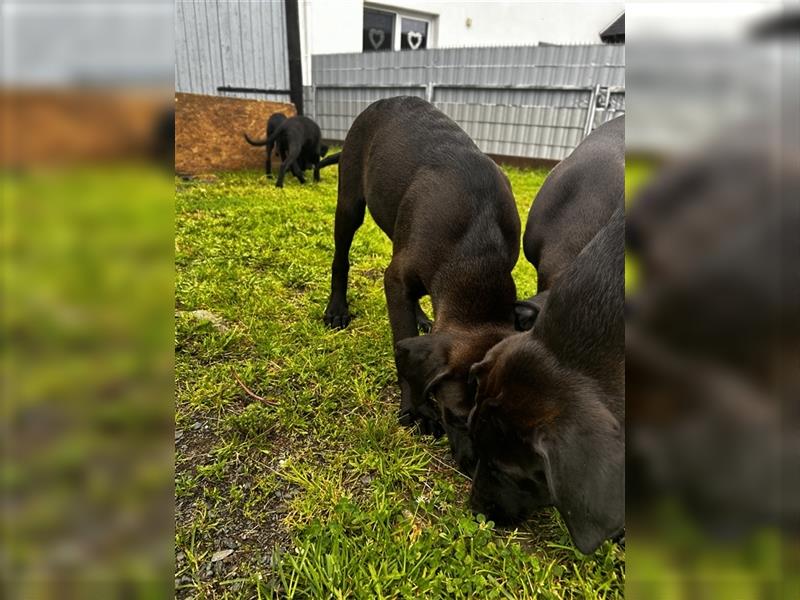 Magyar Vizsla x Schäferhund Mixwelpen