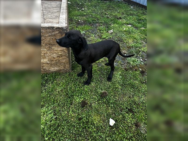 Magyar Vizsla x Schäferhund Mixwelpen