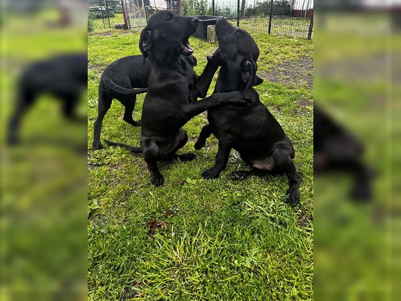 Magyar Vizsla x Schäferhund Mixwelpen