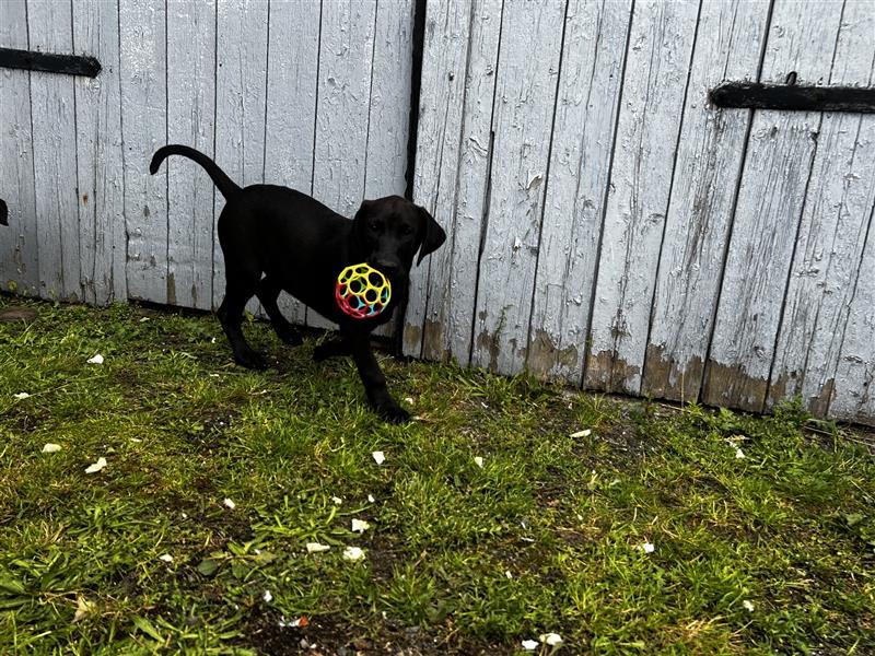 Magyar Vizsla x Schäferhund Mixwelpen