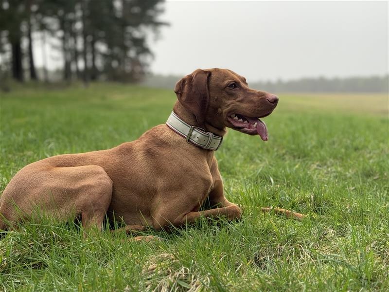 Wurfankündigung Magyar Vizsla