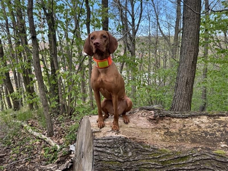 Wurfankündigung Magyar Vizsla