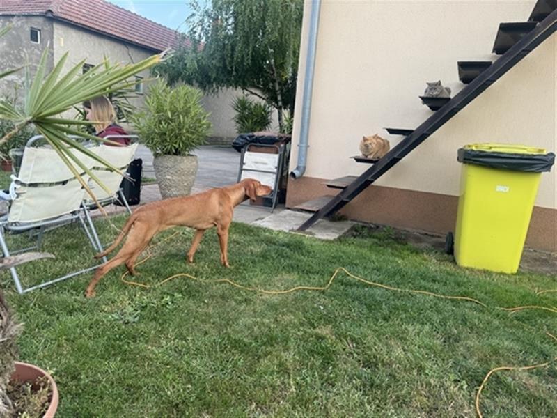 Wurfankündigung Magyar Vizsla