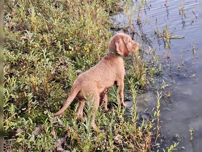 Magyar Vizsla Rüden 12 Wochen, abreisefertig, voll durchgeimpft