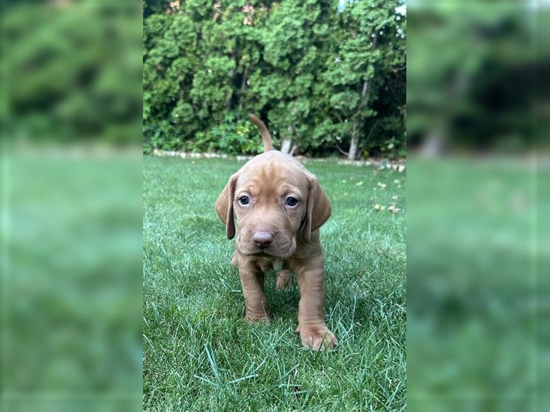 Magyar Vizsla Rüden mit FCI Stammbaum