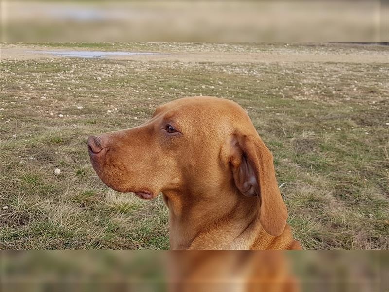 Magyar Vizsla Rüden mit FCI Stammbaum