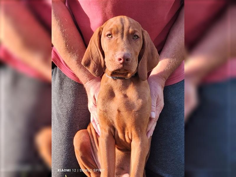 Magyar Vizsla Welpen mt FCI Ahnentafel