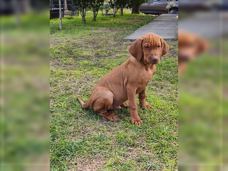 Magyar Vizsla Welpen mt FCI Ahnentafel