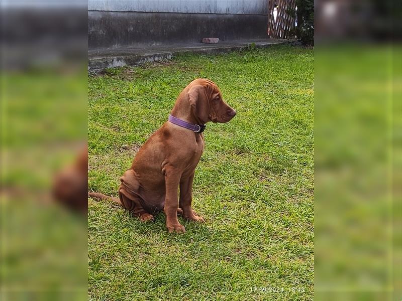 Magyar Vizsla Welpen mt FCI Ahnentafel