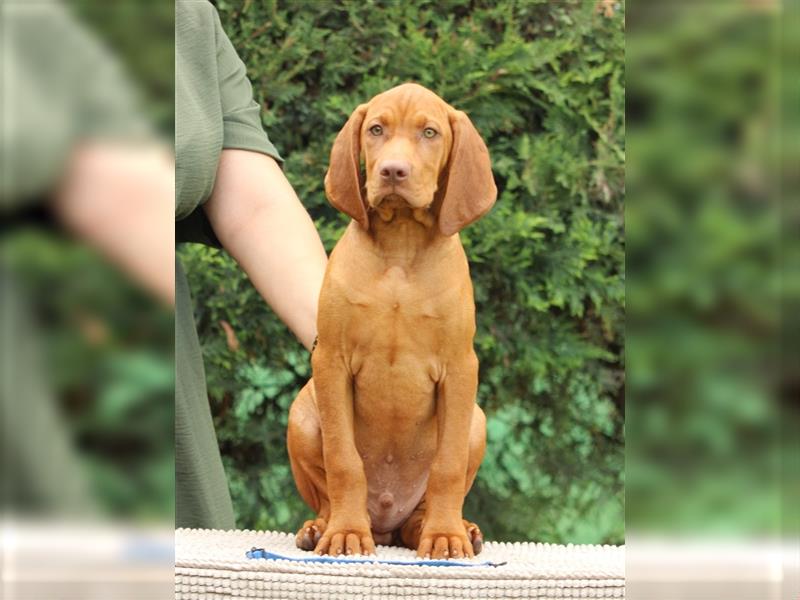 Wunderschöne Magyar Vizsla Welpen