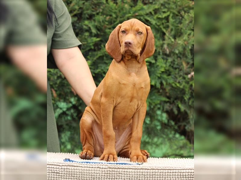 Wunderschöne Magyar Vizsla Welpen