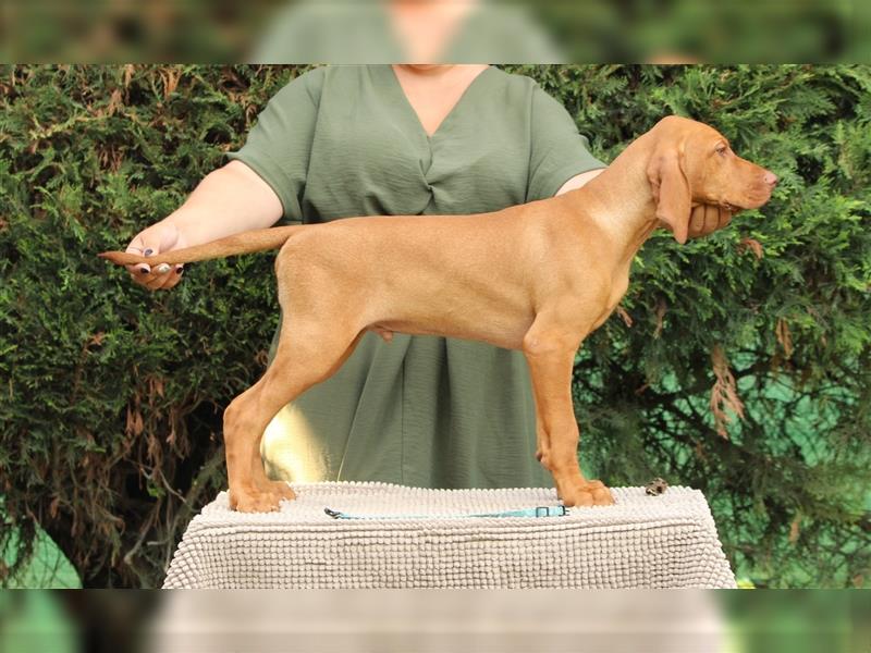 Wunderschöne Magyar Vizsla Welpen