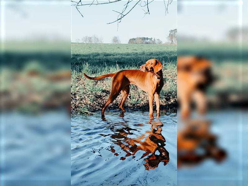 Wurfankündigung Februar 2025 Magyar Vizsla Welpen mit Papieren