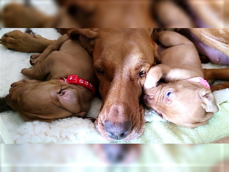 Wurfankündigung Februar 2025 Magyar Vizsla Welpen mit Papieren