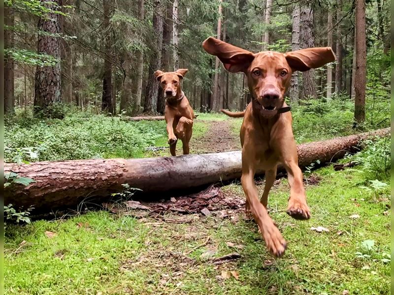 Wurfankündigung Februar 2025 Magyar Vizsla Welpen mit Papieren