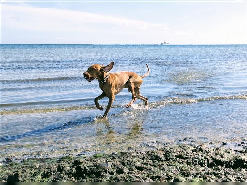 Wurfankündigung Februar 2025 Magyar Vizsla Welpen mit Papieren